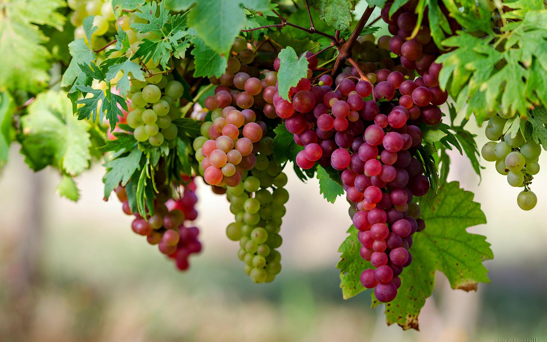 A juicy bunch of grapes 