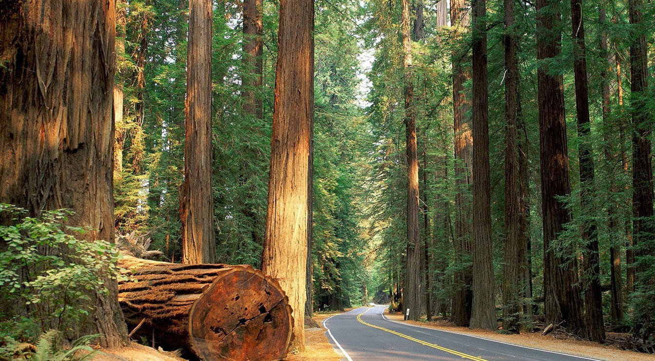 A view of tree planted nearby road. 