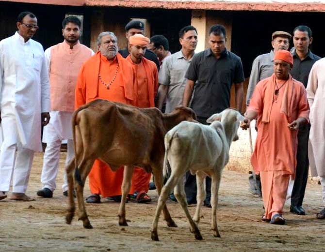 गाय को चारा खिलाते सीएम  योगी आदित्यनाथ