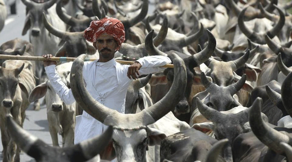 Gujarat makes cow slaughter punishable with life term