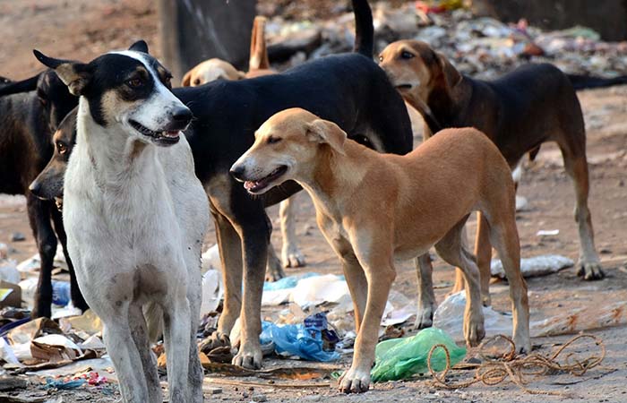 Stray dogs (File Photo)