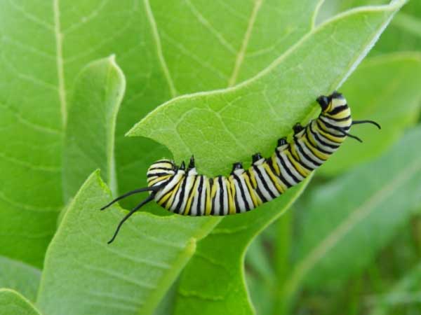 Monarch Butterfly Caterpillar