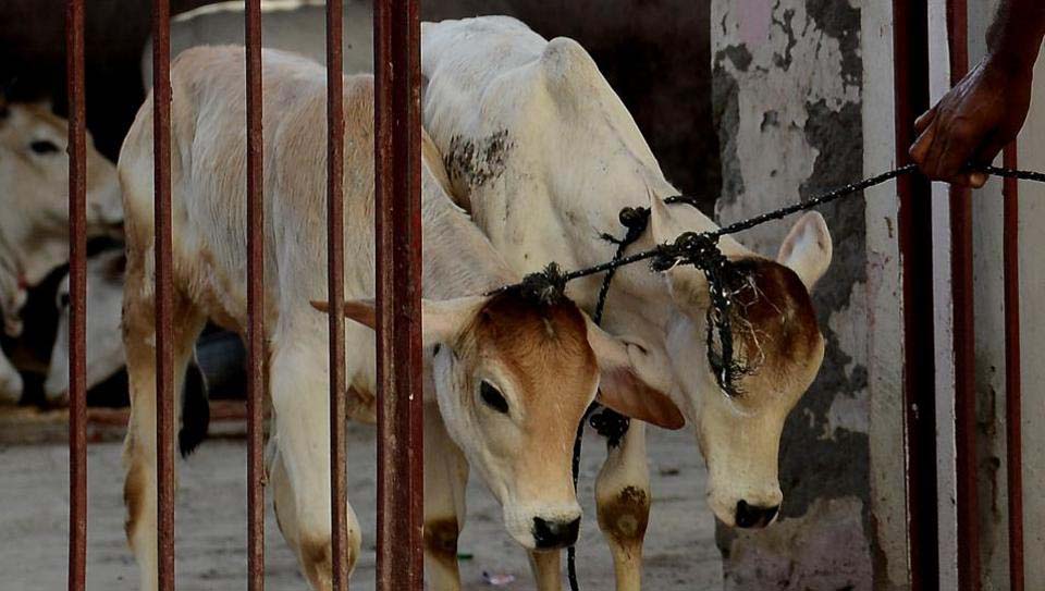 A view of cattle taking out for slaughter (File Photo)