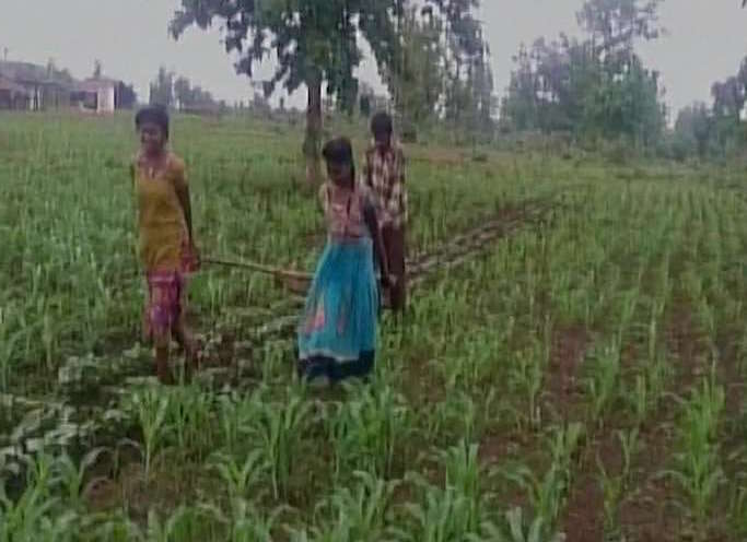 Farmer Crisis in Pangri village