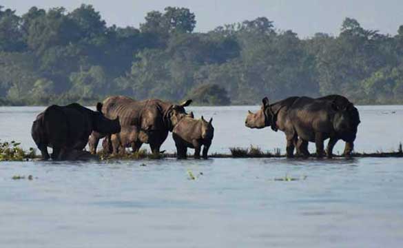 Condition of flood in Kaziranga National Park