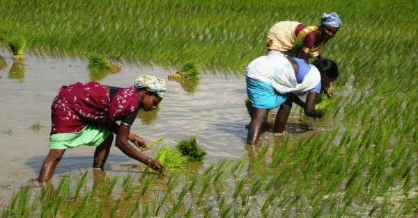 Paddy field 