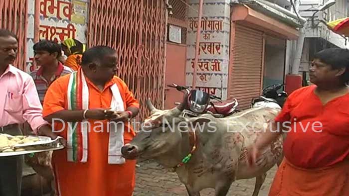 गायों को  गेरू का लेप लगाते महंत