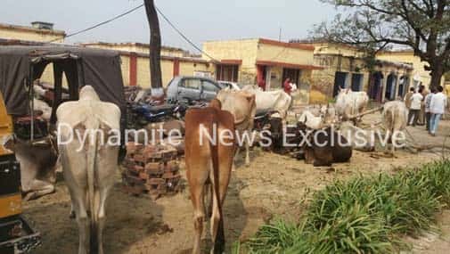 पशु तस्करों से मुक्त बैल