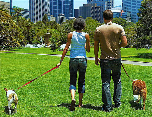 Couple walking with dog