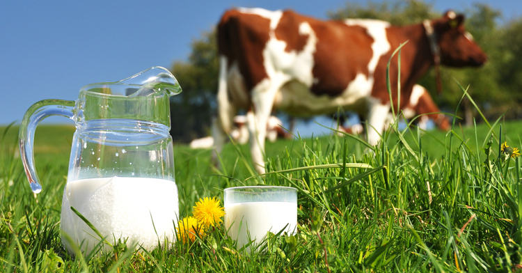 Avoiding cow's milk does not prevent type 1 diabetes in children