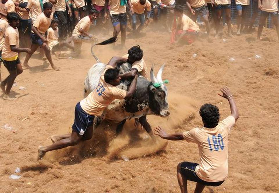  Jallikattu