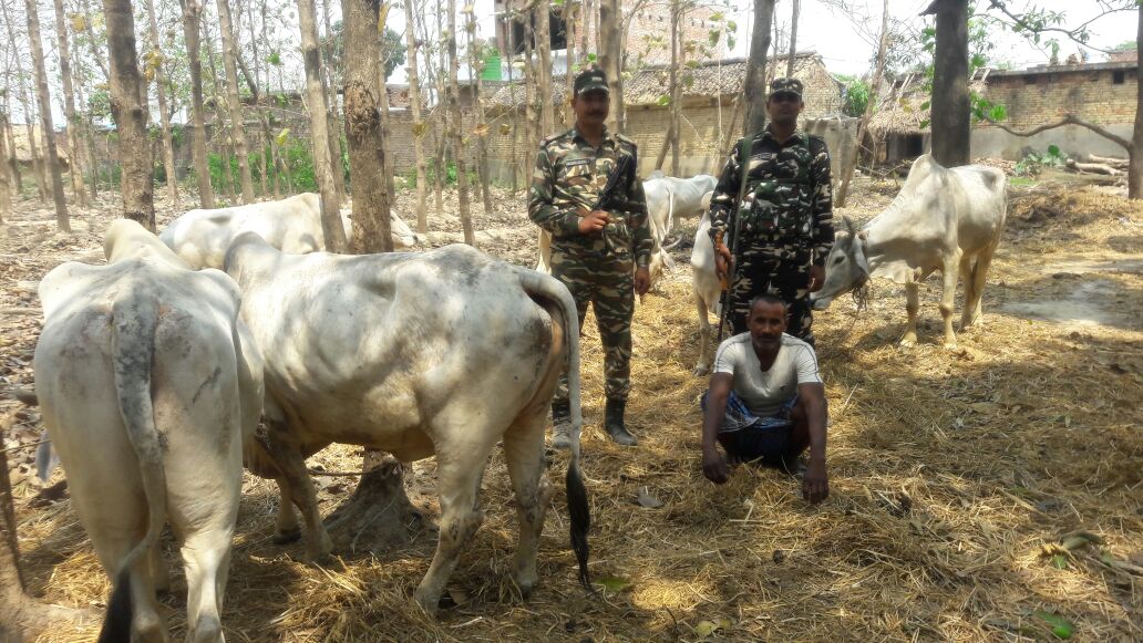 बैल के साथ गिरफ्तार तस्कर