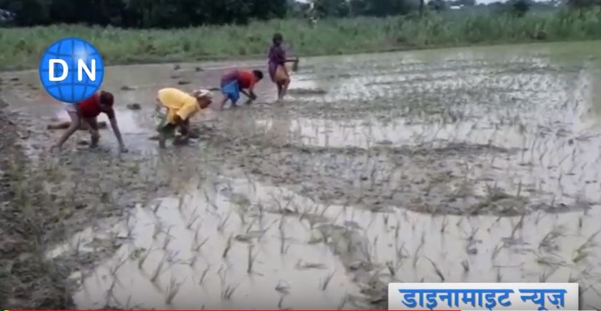 धान की रोपाई करती गांव की महिलाएं