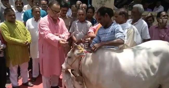 गौदान  करते एमएलसी बुक्कल नवाब