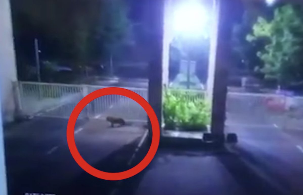 Leopard entering Gujarat government secretariat  in Gandhinagar