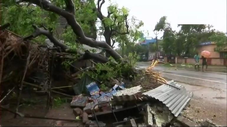 A site of the uprooted trees