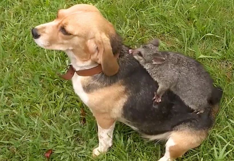 Mother dog coping with loss of puppies adopts baby possum