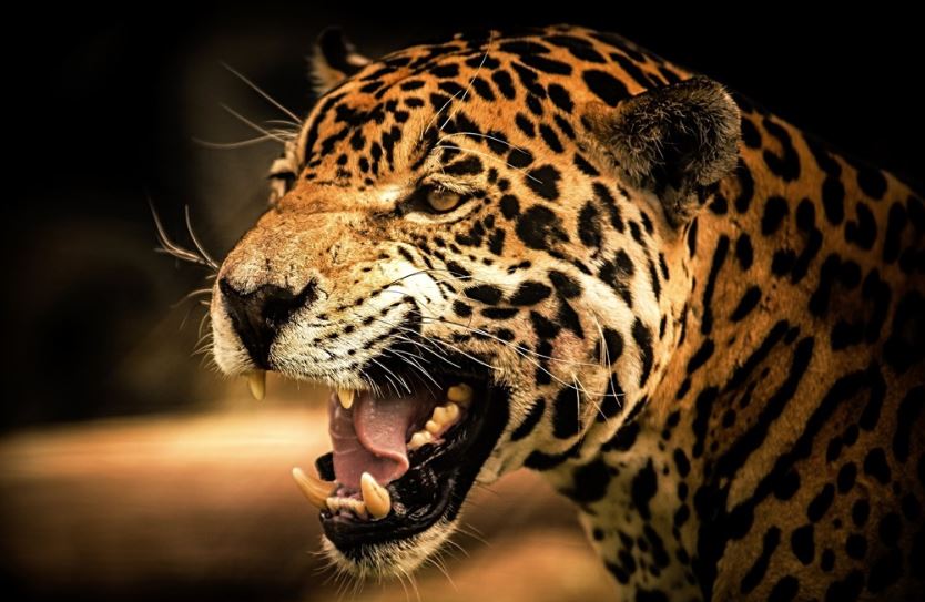 Leopard kills 8-yr-old in UP