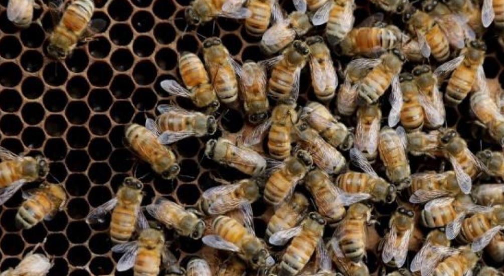 Rajasthan farmer killed by honeybees