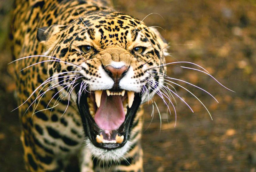 Boy killed in leopard attack