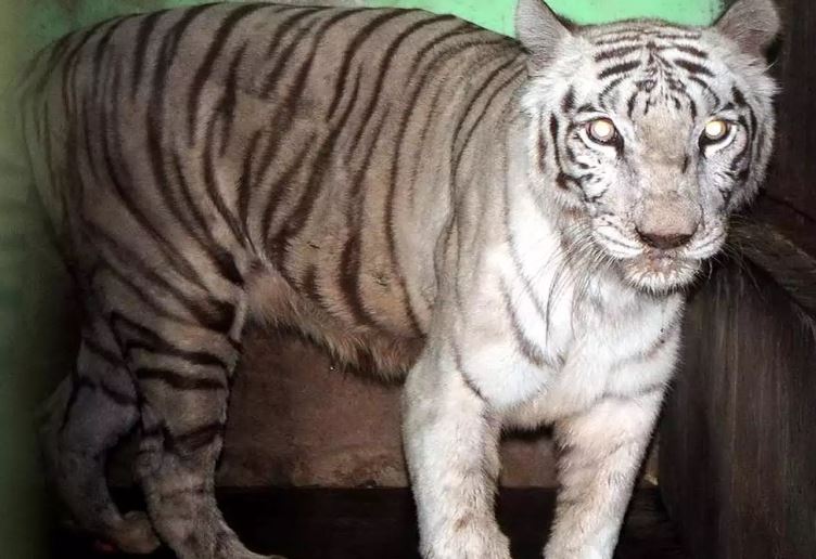 White tiger Bajirao (File photo)