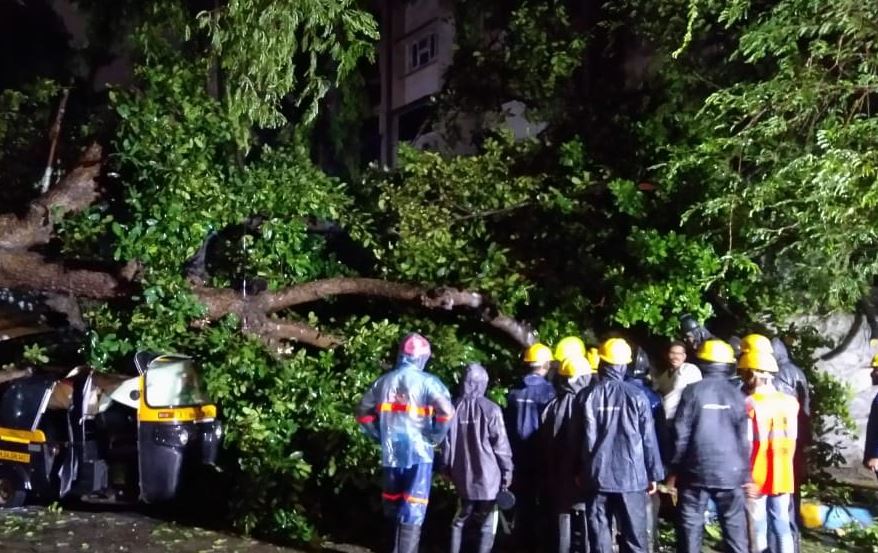 Fallen tree damages vehicles in Thane