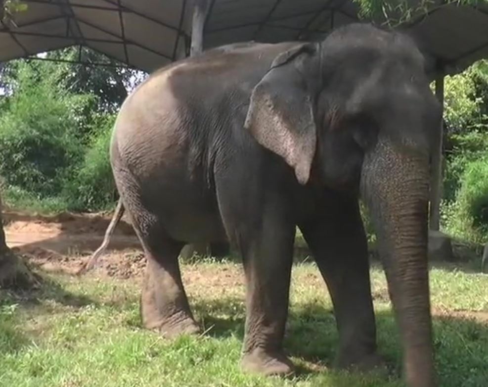 Elephant Lakshmi