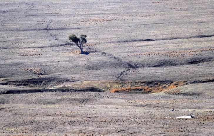 Tracks made by sheep can be seen in a drought-affected paddock on a farm located on the outskirts of the town of Coolah in central New South Wales