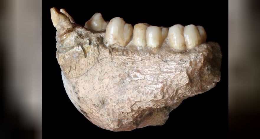 A fossil of a lower jaw of the large extinct ape Gigantopithecus blacki, found in Chuifeng cave in China's Guangxi region