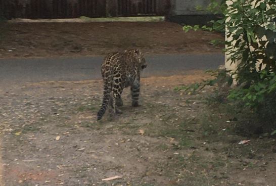 Leopard enters residential area