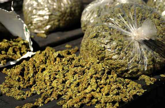 1,900 kg ganja seized (Representational Image)