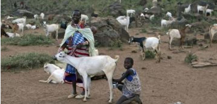 Male goat in Dholpur producing Milk