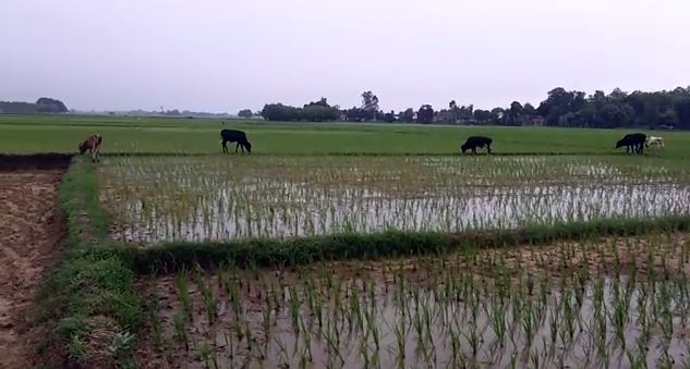 हरे भरे खेत और दावत उड़ा रहे पशु