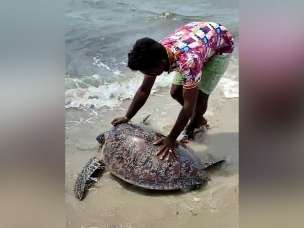 The turtle was washed ashore in Mandapam.