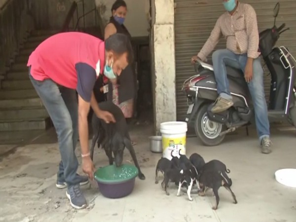 People feed stray animals during lockdown