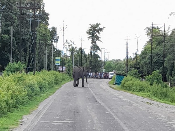 Wild elephant strays into West Bengal village, destroys tea garden