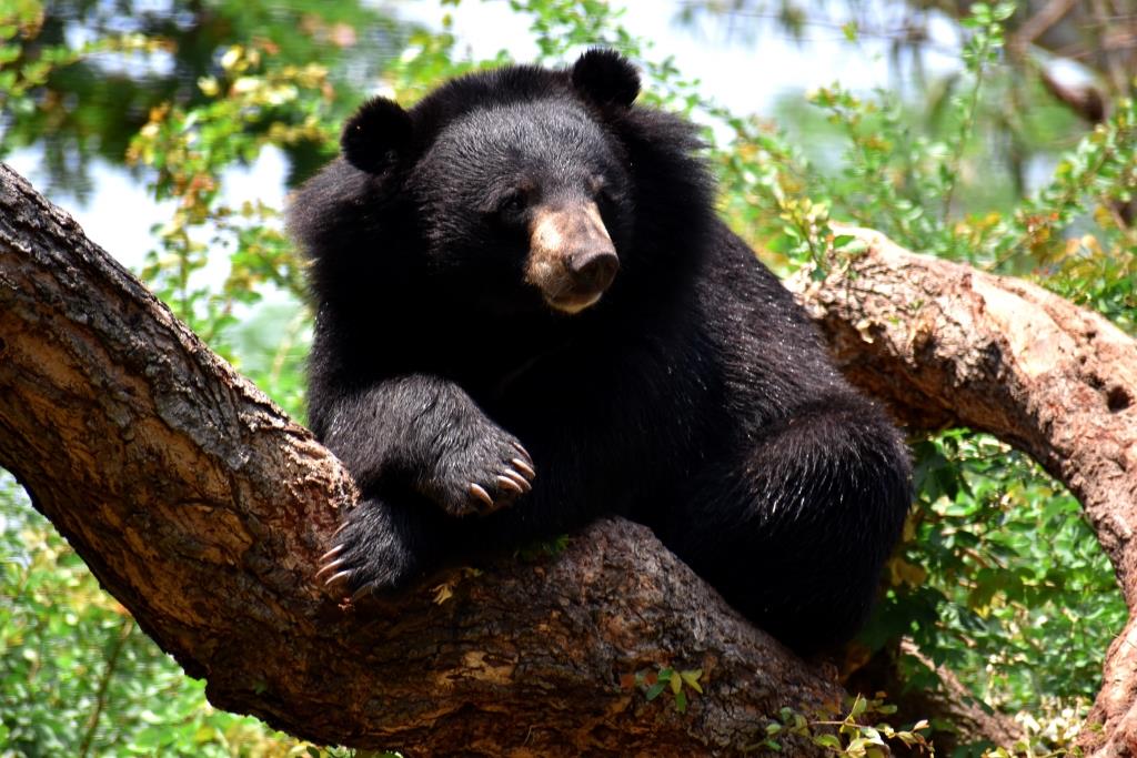 Himalayan Black Bear