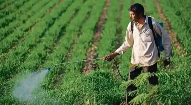 Research finds new way to grow cereal crops with less fertilizers (File Photo)