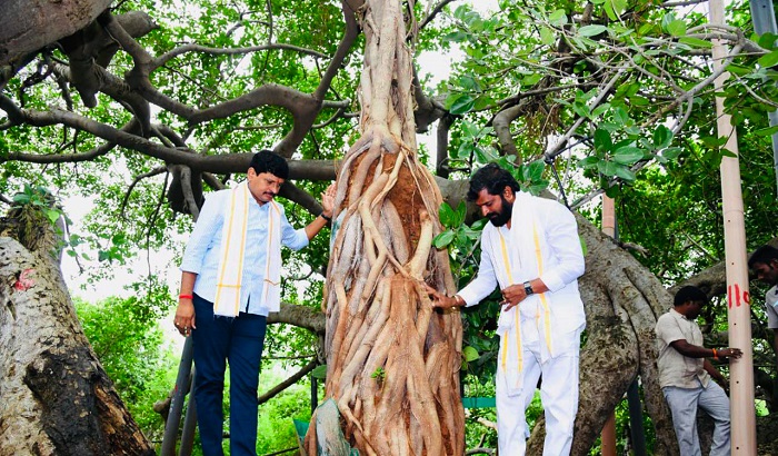 800-year old banyan tree