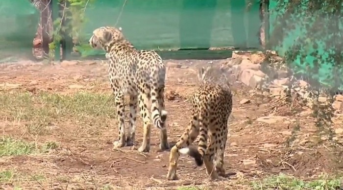 Modi releases cheetahs in Kuno