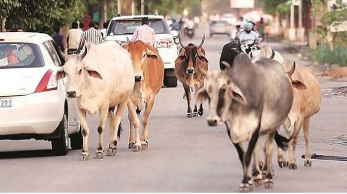 पशुपालकों को अब गौशाला में करनी पड़ेगी सेवा