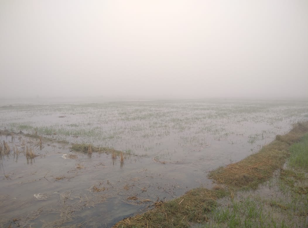 गेहूं की फसल हुई जलमग्न