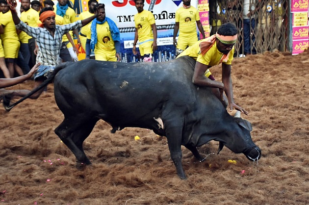 'Jallikattu 2023' event in Madurai's Avaniyapuram