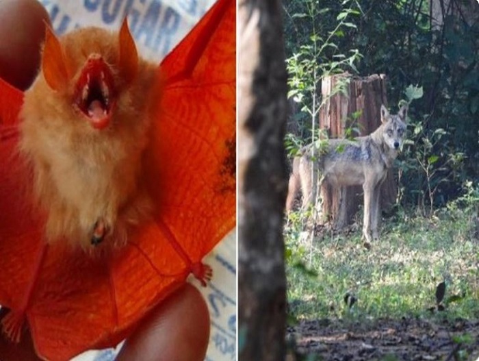 Orange bat (L) and Indian Wolf