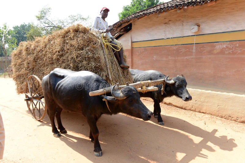 भैंसा गाड़ी पलटी, किसान की मौत (फाइल)