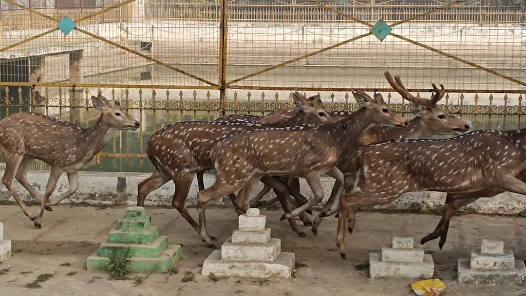 जंगल से भटकर लोगों के बीच पहुंचा हिरणों का झुंड