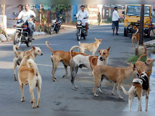 आवारा कुत्ते