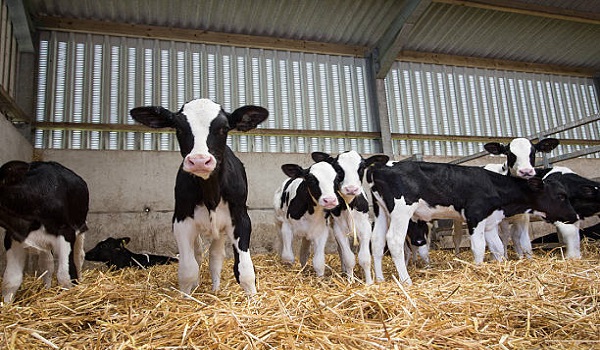 Dairy calves