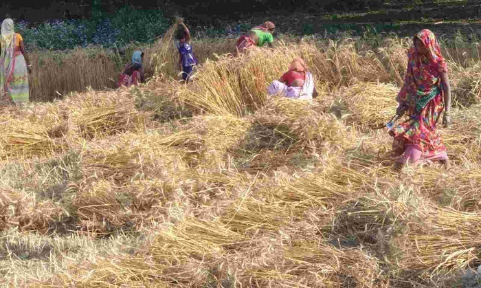 बढ़ते तापमान से किसान परेशान