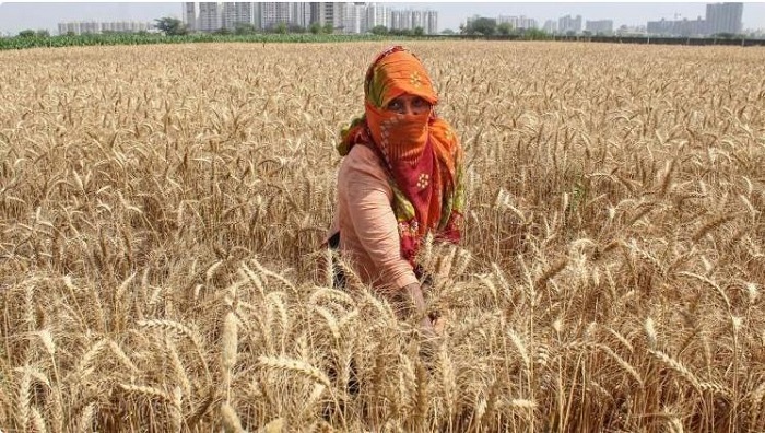 उच्च तापमान से गेहूं की फसल को नुकसान